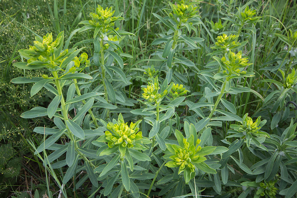 Изображение особи Euphorbia semivillosa.
