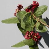 Lonicera involucrata variety ledebourii. Верхушка веточки с соплодиями и листьями (видна их обратная сторона). Германия, г. Кемпен, в культуре. 02.06.2012.