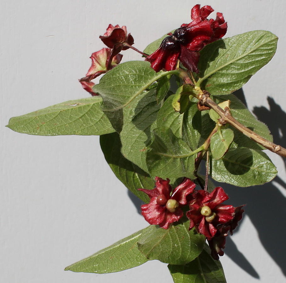 Image of Lonicera involucrata var. ledebourii specimen.