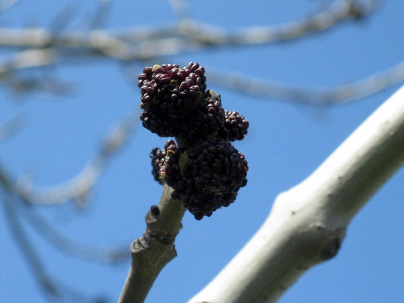 Image of Fraxinus excelsior specimen.