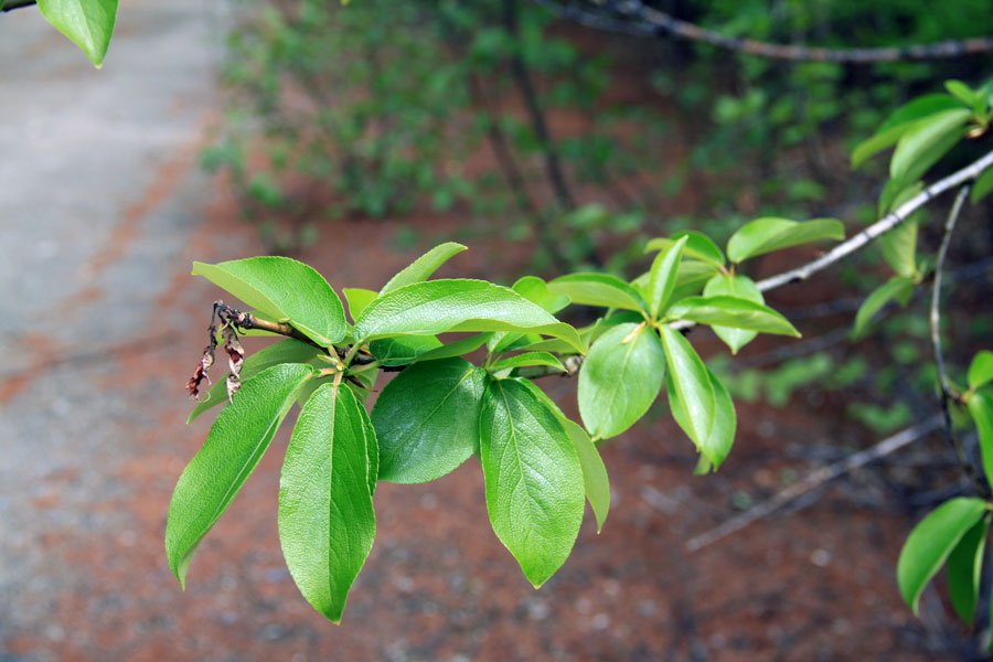 Image of Populus suaveolens specimen.