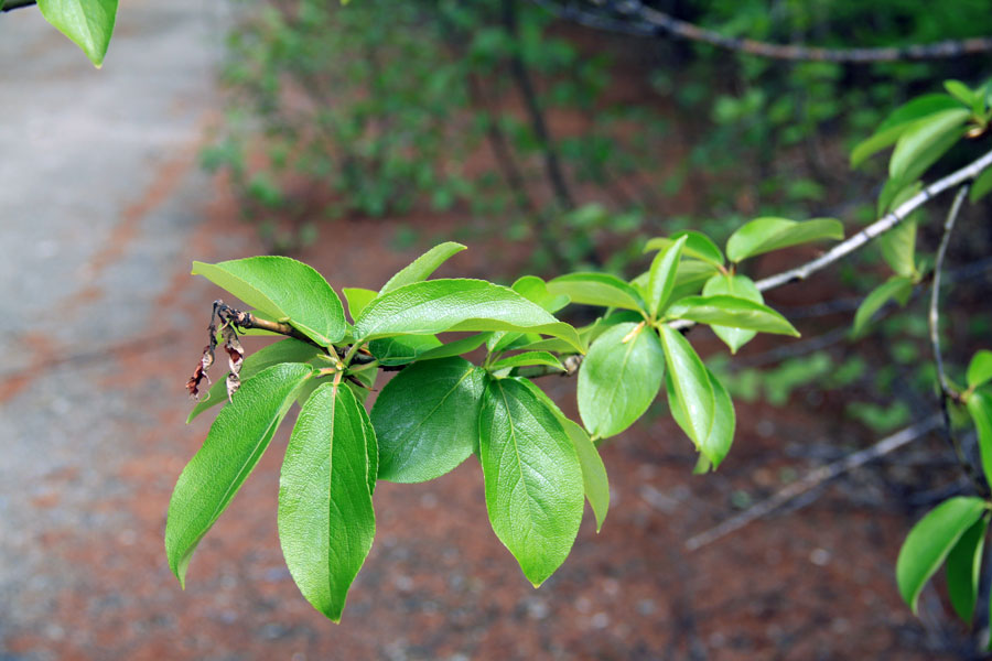 Image of Populus suaveolens specimen.