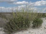 Lepidium meyeri