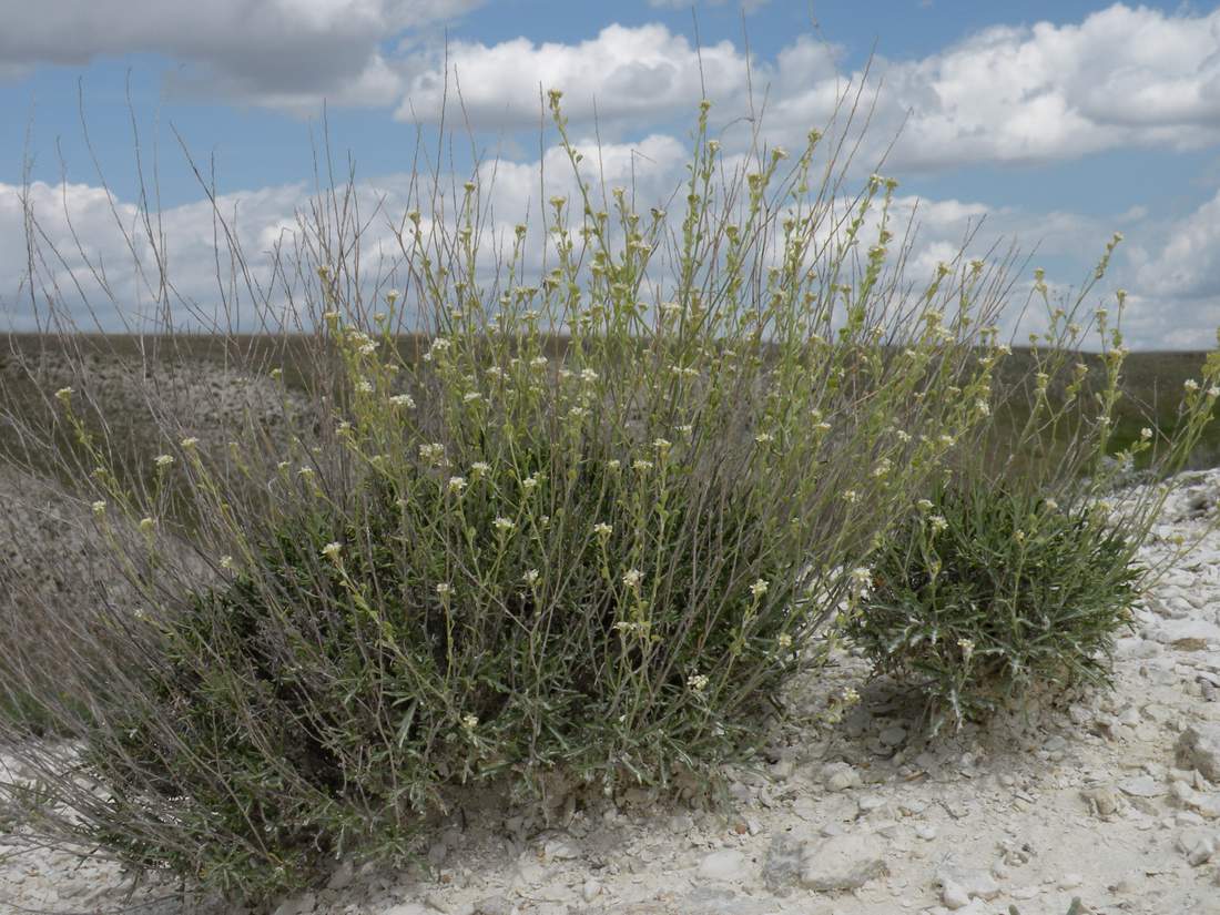 Изображение особи Lepidium meyeri.