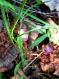 Campanula rotundifolia