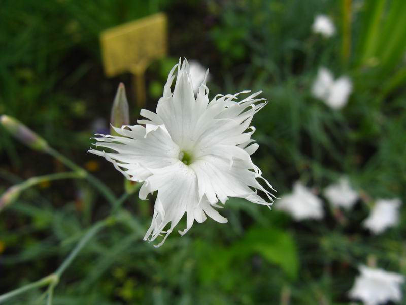 Image of Dianthus arenarius specimen.