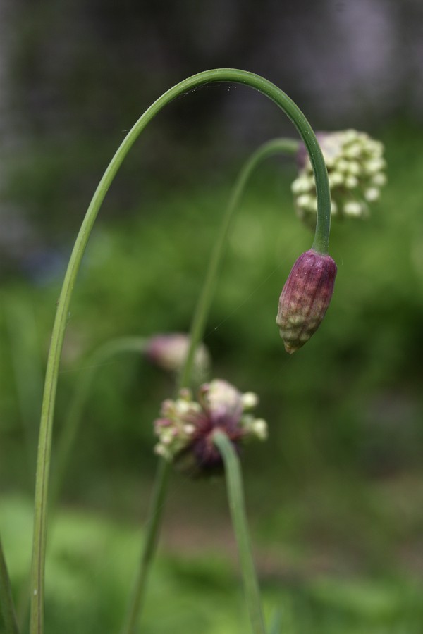 Изображение особи Allium microdictyon.