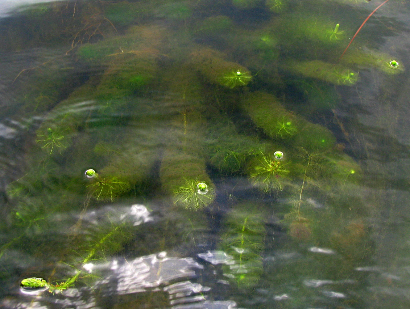 Image of Myriophyllum verticillatum specimen.