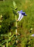 Scutellaria galericulata