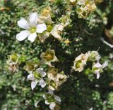 Gypsophila imbricata