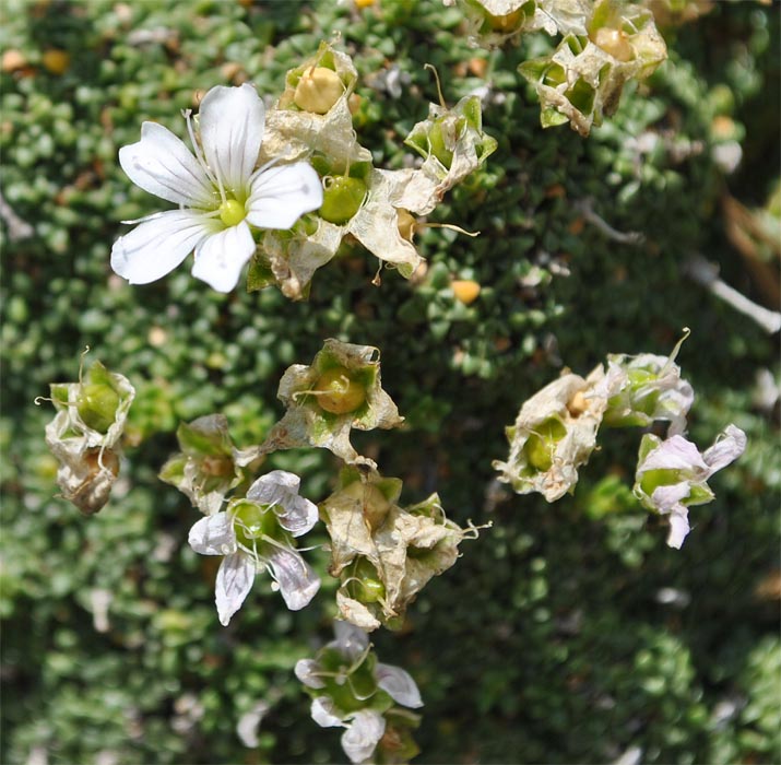 Изображение особи Gypsophila imbricata.