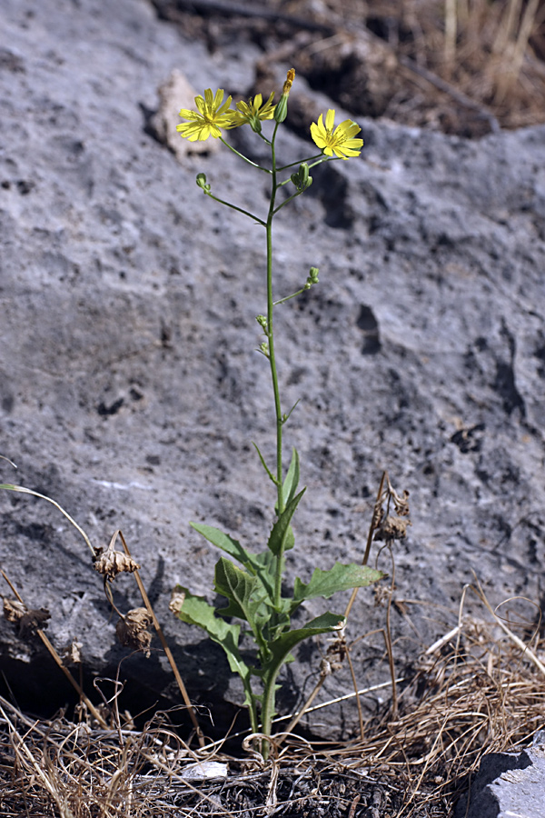 Image of Crepis pulchra ssp. turkestanica specimen.