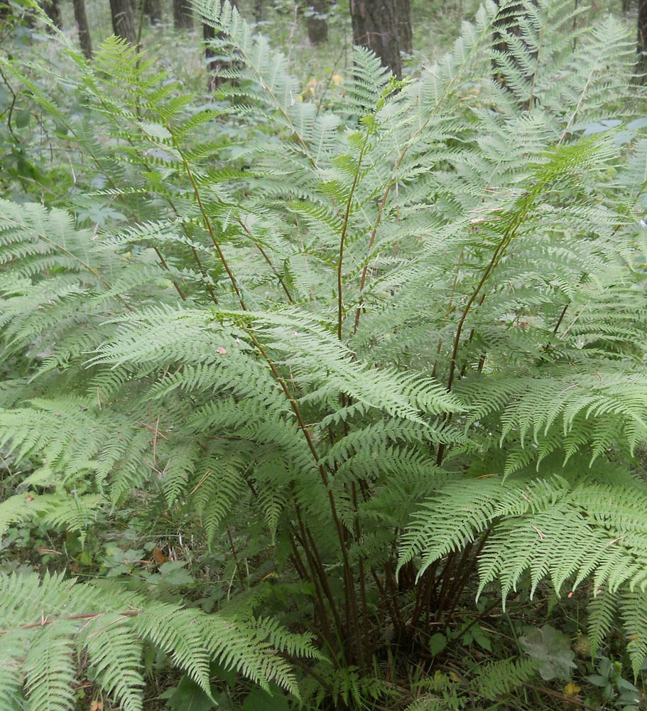 Image of Athyrium filix-femina specimen.