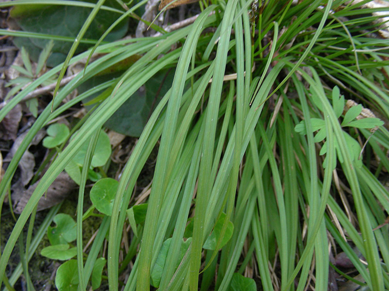 Image of Carex digitata specimen.