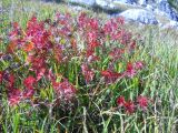 Geranium sanguineum