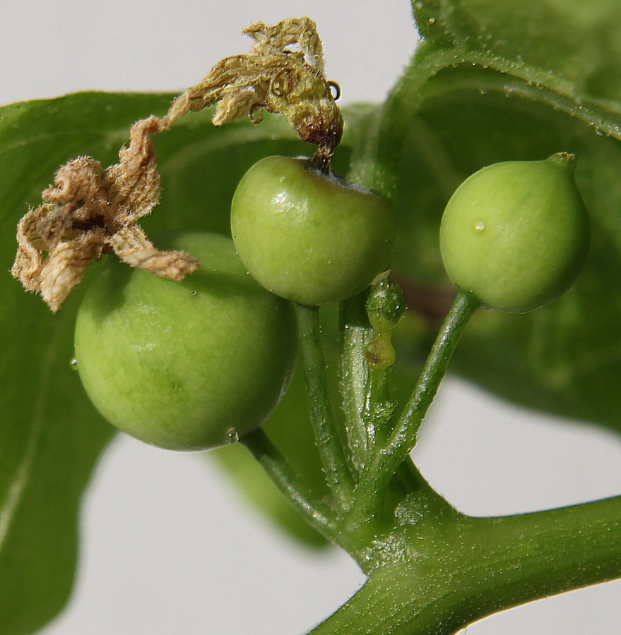 Изображение особи Bryonia dioica.