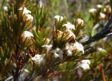 Dracophyllum palustre
