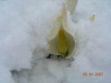 Lysichiton camtschatcensis