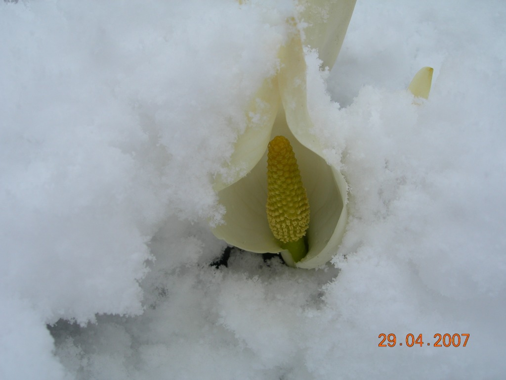 Изображение особи Lysichiton camtschatcensis.