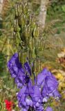 род Aconitum