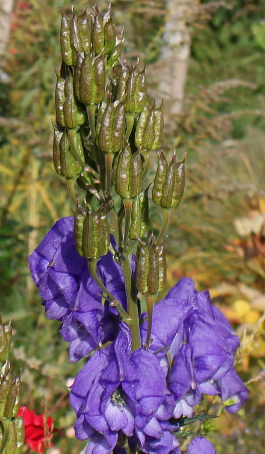 Изображение особи род Aconitum.