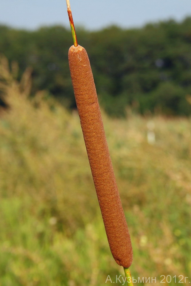 Изображение особи Typha angustifolia.