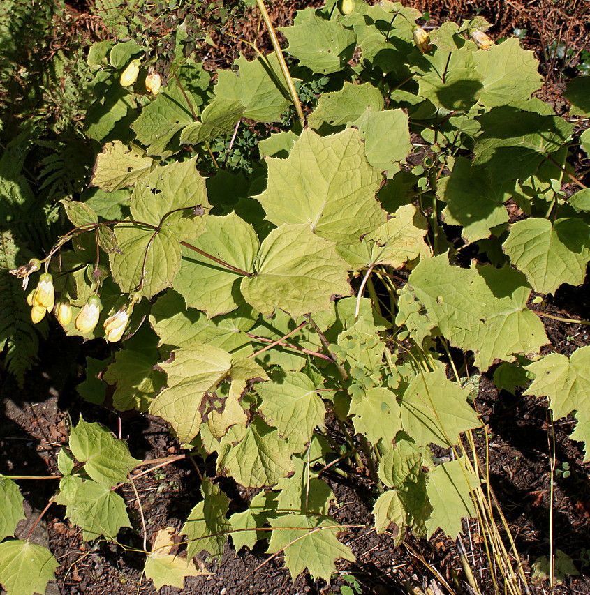 Image of Kirengeshoma palmata specimen.