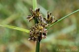 Cyperus fuscus. Часть побега с соцветиями. Ростовская обл., Неклиновский р-н, Большенеклиновское с/п, дол. р. Сарматская. 22.08.2012.