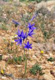 Ixiolirion tataricum. Цветущее растение. Israel, Negev Mountains, 16.04.2010.