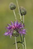 Centaurea apiculata