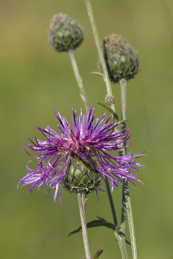 Image of Centaurea apiculata specimen.