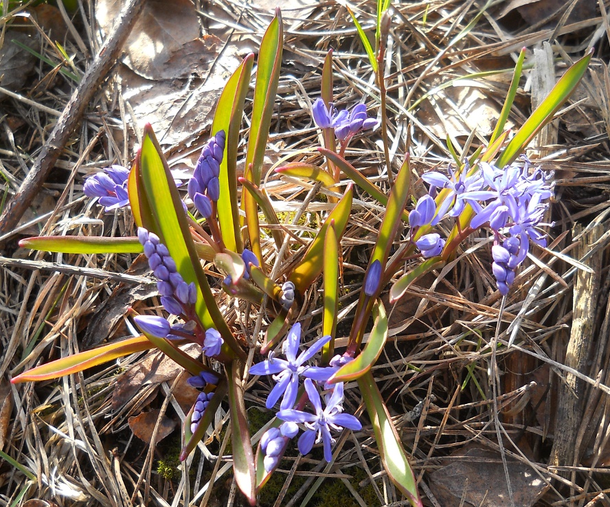 Image of Scilla bifolia specimen.