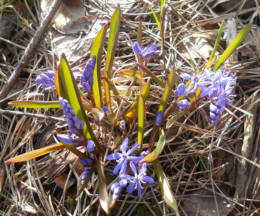 Изображение особи Scilla bifolia.