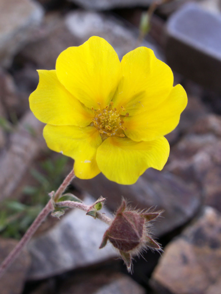 Image of Potentilla pamiroalaica specimen.