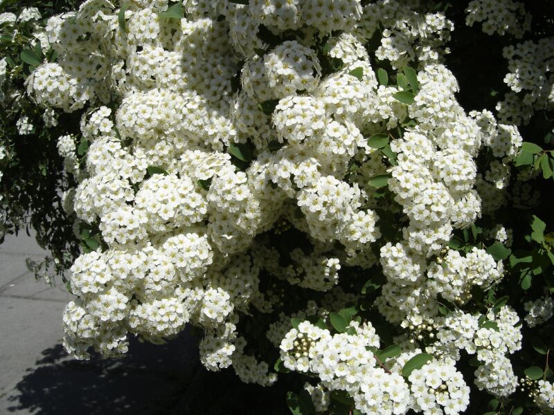 Изображение особи Spiraea &times; vanhouttei.