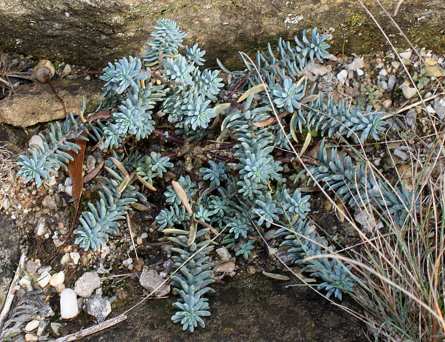 Image of genus Sedum specimen.