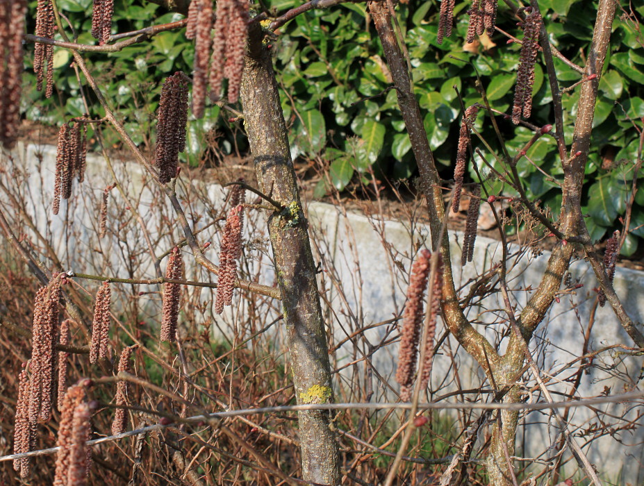 Image of Corylus avellana specimen.