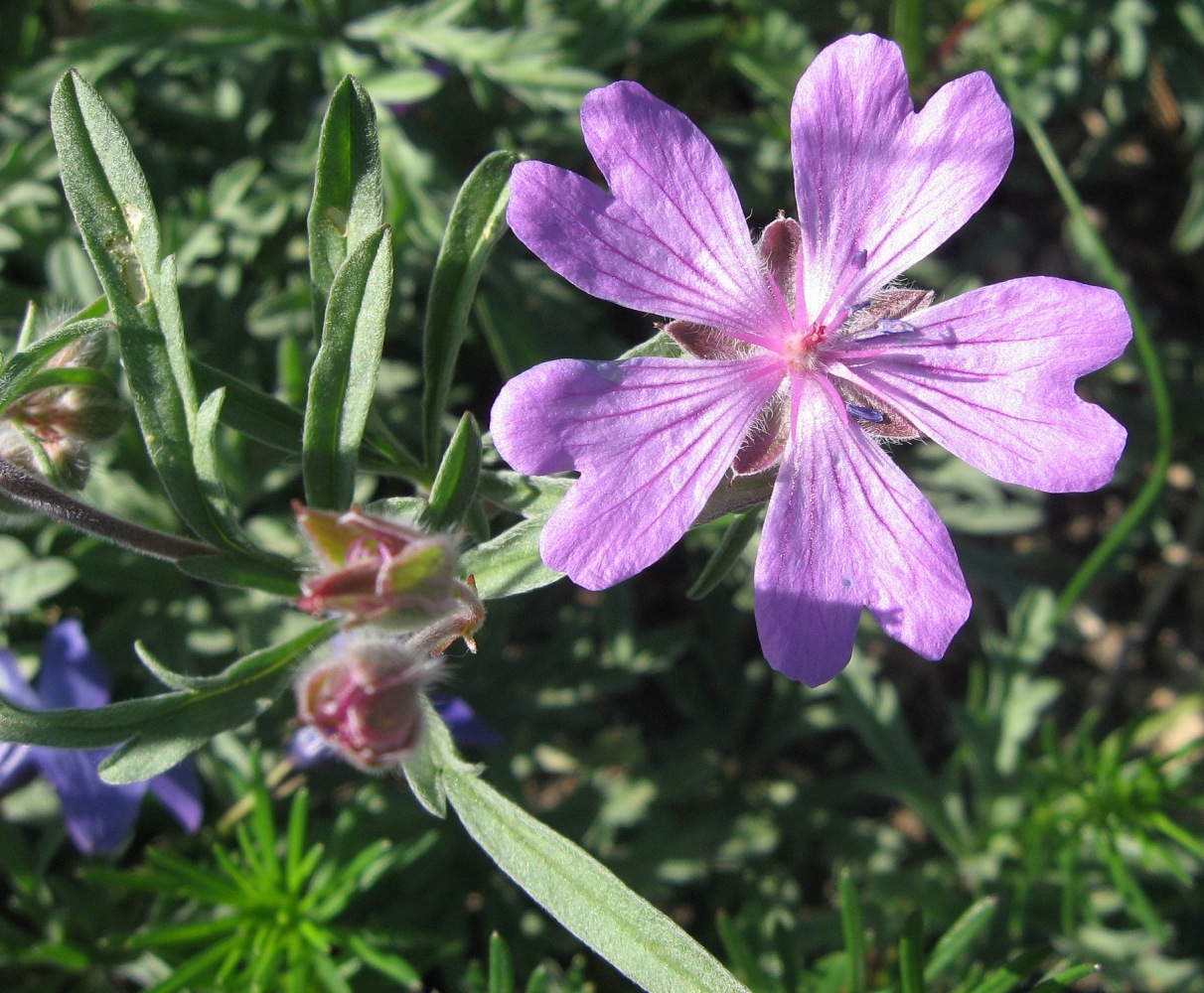 Изображение особи Geranium tuberosum.