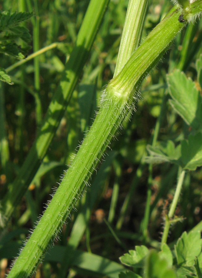 Изображение особи Anthriscus sylvestris.