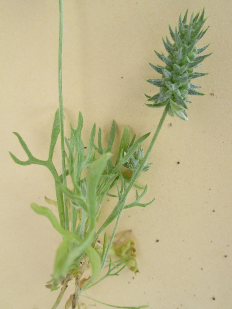 Image of Ceratocephala orthoceras specimen.