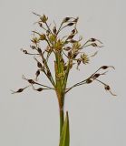 Luzula pilosa