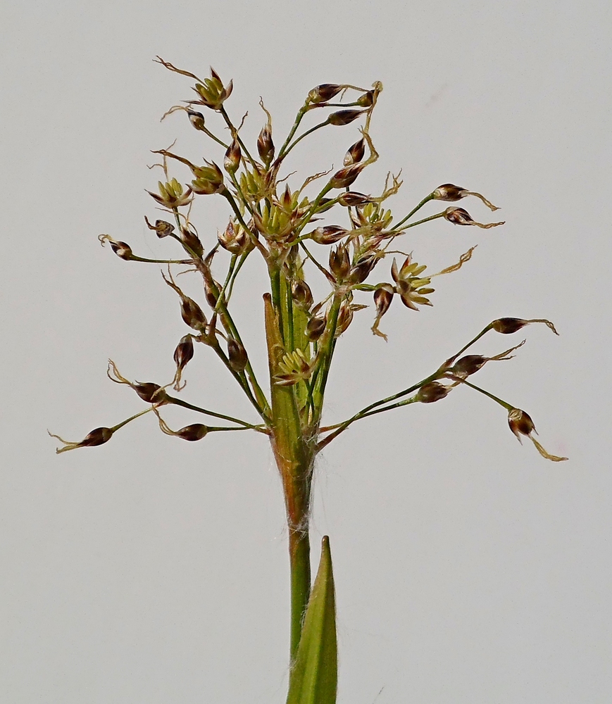 Image of Luzula pilosa specimen.