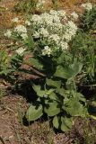 Cardaria draba