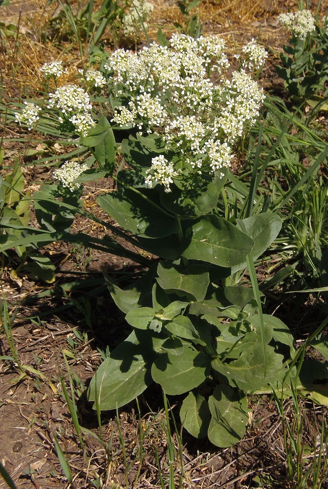 Изображение особи Cardaria draba.