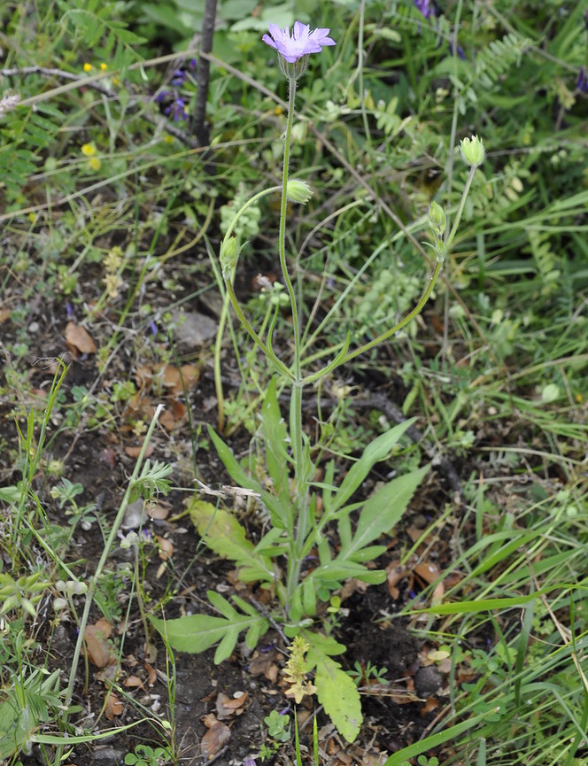 Image of genus Knautia specimen.
