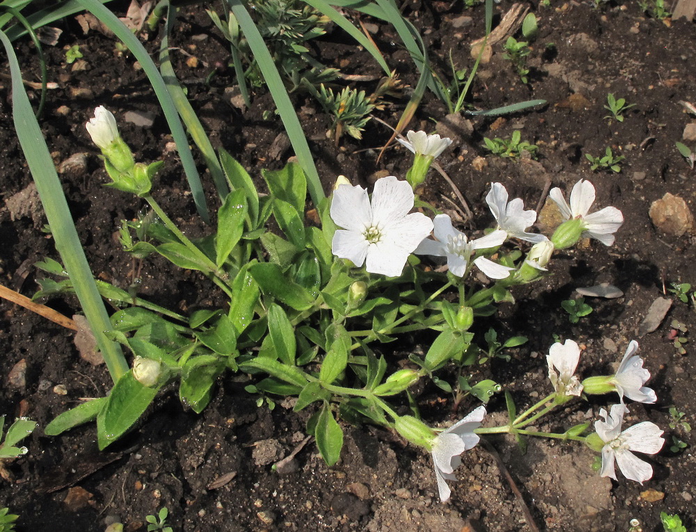 Изображение особи Silene sachalinensis.