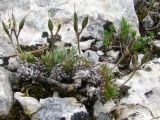 Draba cuspidata. Плодоносящее растение. Украина, Крым, Ялтинский горно-лесной природный заповедник, Ай-Петри. 23.05.2013.