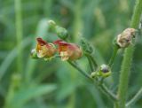 Scrophularia nodosa