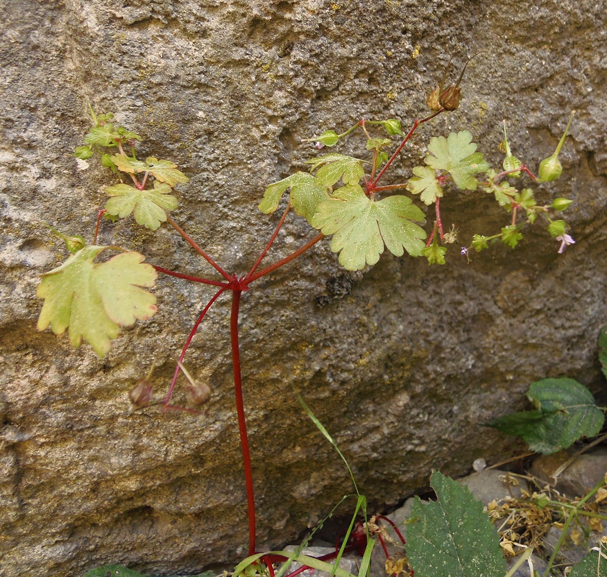 Image of Geranium lucidum specimen.