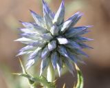 Echinops microcephalus